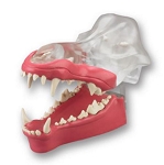 Canis Exemplar Articulated Canine Dentoform with Natural Root Teeth and Bone Insert